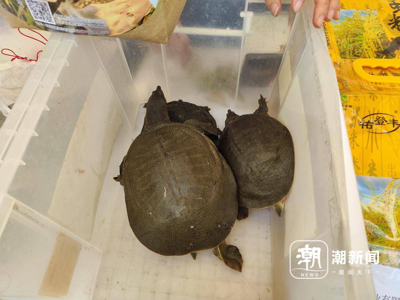 三角美好生活季热度值拉满还有人抽中大奖mg不朽情缘“潮人”出没！2025长(图5)